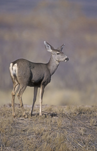 odocoileus 野驴骡鹿