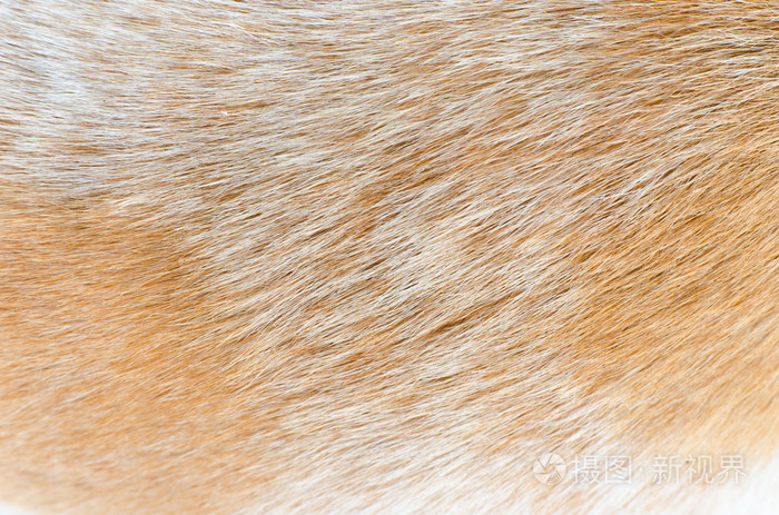 特写镜头大狗毛