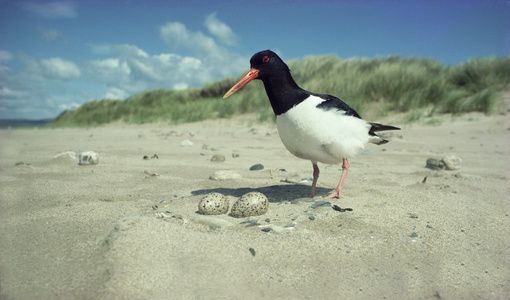 蛎鹬，haematopus ostralegus