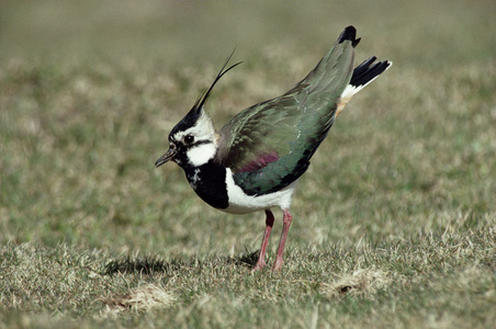 北田凫，vanellus vanellus