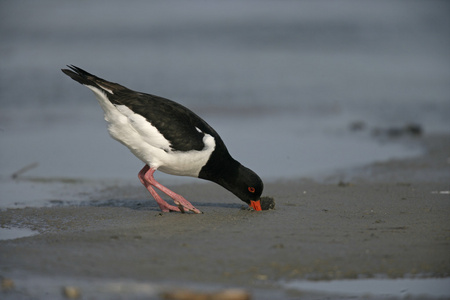 蛎鹬，haematopus ostralegus