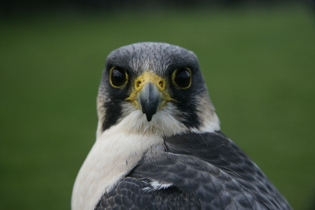 百富勤，falco peregrinus