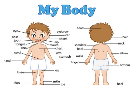 关节身体部分图片