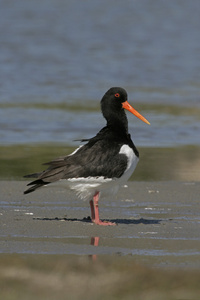 蛎鹬，haematopus ostralegus