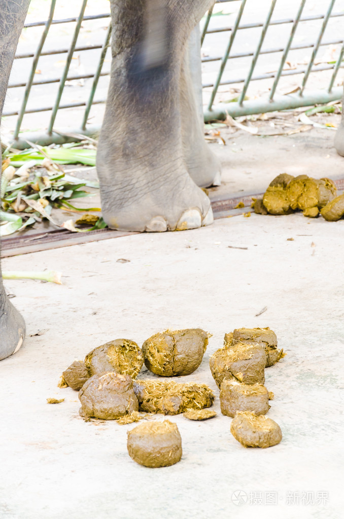 粪大象