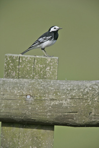 备用公寓鹡鸰 motacilla alba yarrelli