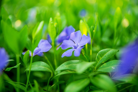 长春蔓长春花蓝色的春天的花朵