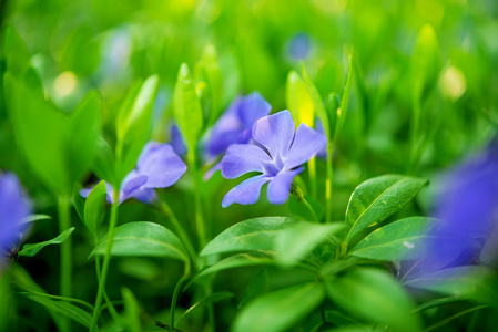 小花蔓长春花长春蔓长春花蓝色的春天的花朵照片