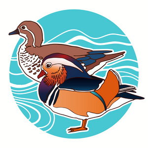 德雷克鸳鸯图片