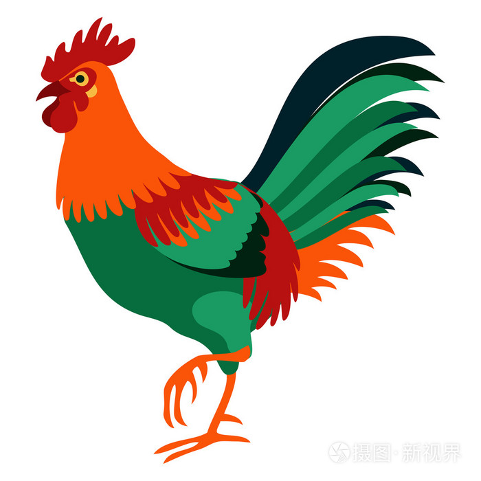 孤立的公鸡矢量图