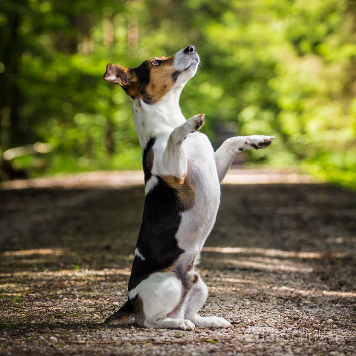 狗杰克罗素梗犬