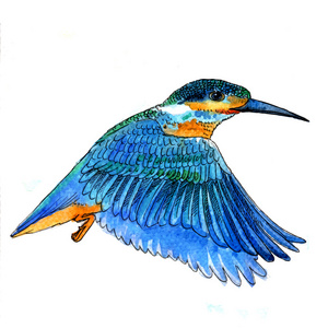 水彩画式矢量图的翠鸟鸟