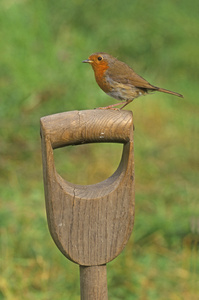 罗宾，erithacus rubecula