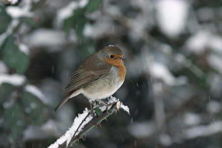 罗宾，erithacus rubecula