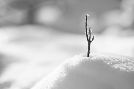 分支突破雪