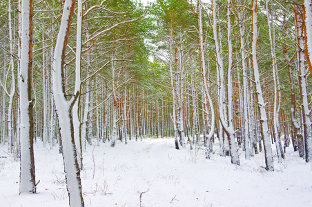 季节是冬季和冬季森林