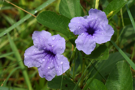 紫色的花朵绽放在早晨