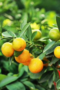 新鲜成熟的橘子挂在树上