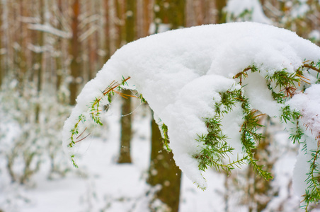 白雪覆盖的分支桧木