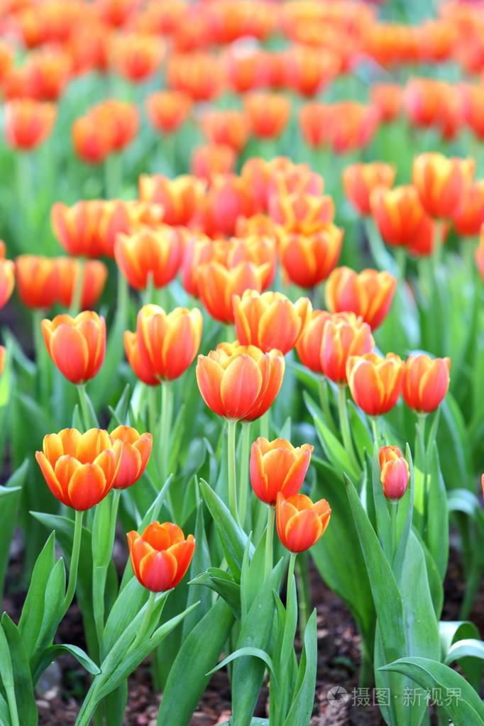 对自然背景色的郁金香