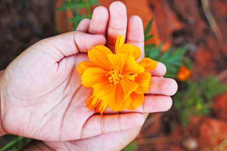 黄色的花蕊，在孩子们的手中