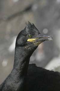 僧舍，phalacrocorax aristatelis