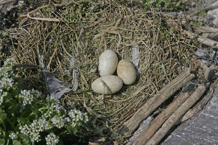 僧舍，phalacrocorax aristatelis