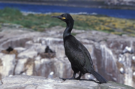 僧舍，phalacrocorax aristatelis