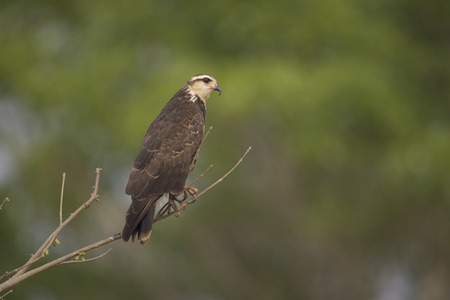 蜗牛鸢，rostrhamus sociabilis