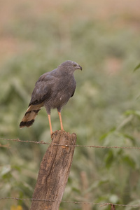 蜗牛鸢，rostrhamus sociabilis