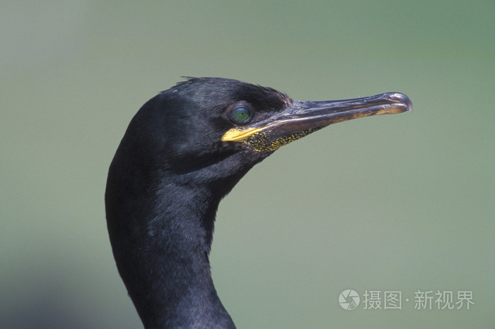 僧舍，phalacrocorax aristatelis