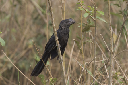 光滑记帐 ani，crotophaga ani