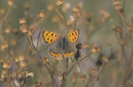 小铜蝴蝶，lycaena phlaeas