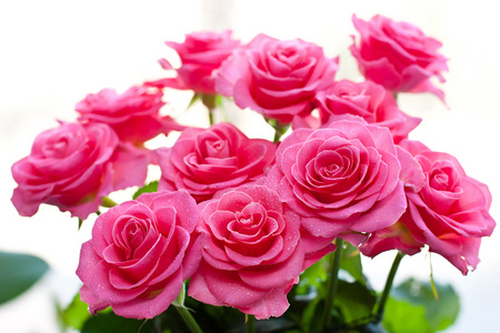 粉红色的玫瑰与水滴