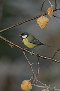 大山雀，parius 主要