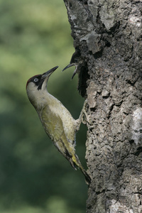 绿色啄木鸟，皮库贝