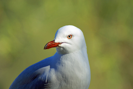 ringbilled 鸥特写侧面肖像