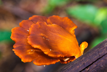 褐色蘑菇