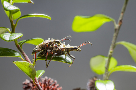 黑斑钳子支撑甲虫Rhagium Mordax