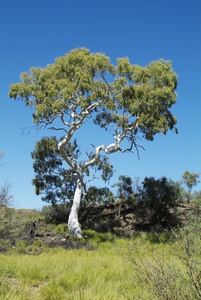 澳大利亚植物学图片