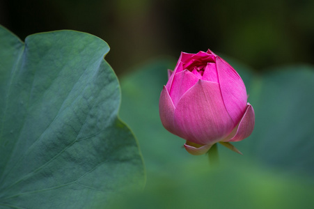 阳光下的莲花