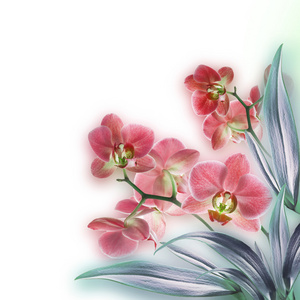 热带兰花的花卉背景