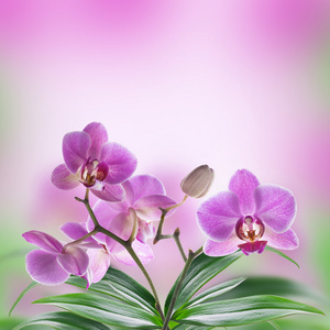 热带兰花的花卉背景
