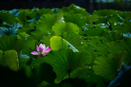 阳光下的莲花