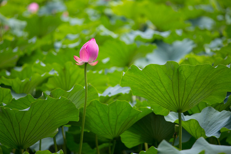 阳光下的莲花