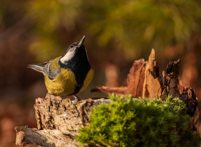 山雀parus 主要