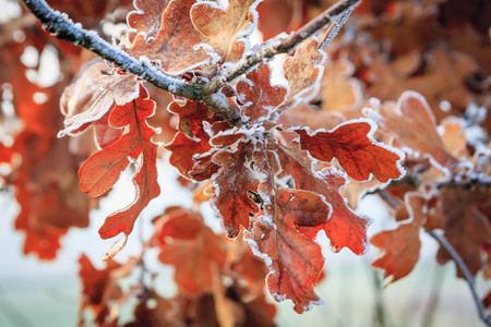 冬天的背景下，树叶上的白霜