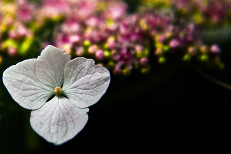 花卉