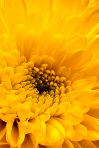 黄色的菊花的特写镜头