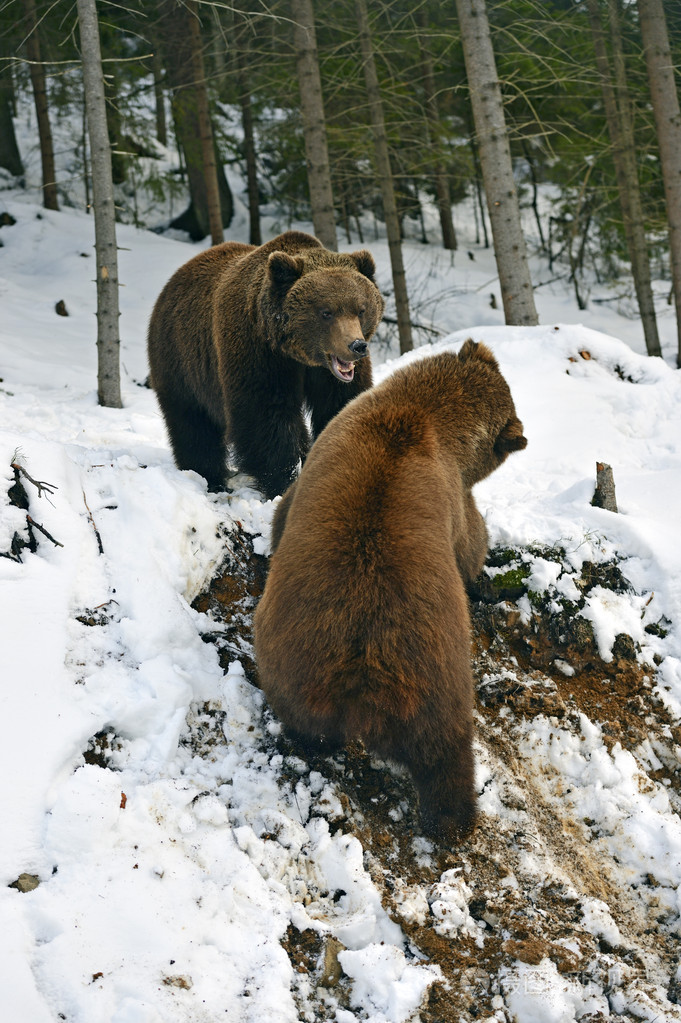棕色的熊,在树林里的冬天